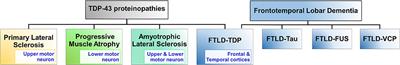 Molecular Mechanisms of TDP-43 Misfolding and Pathology in Amyotrophic Lateral Sclerosis